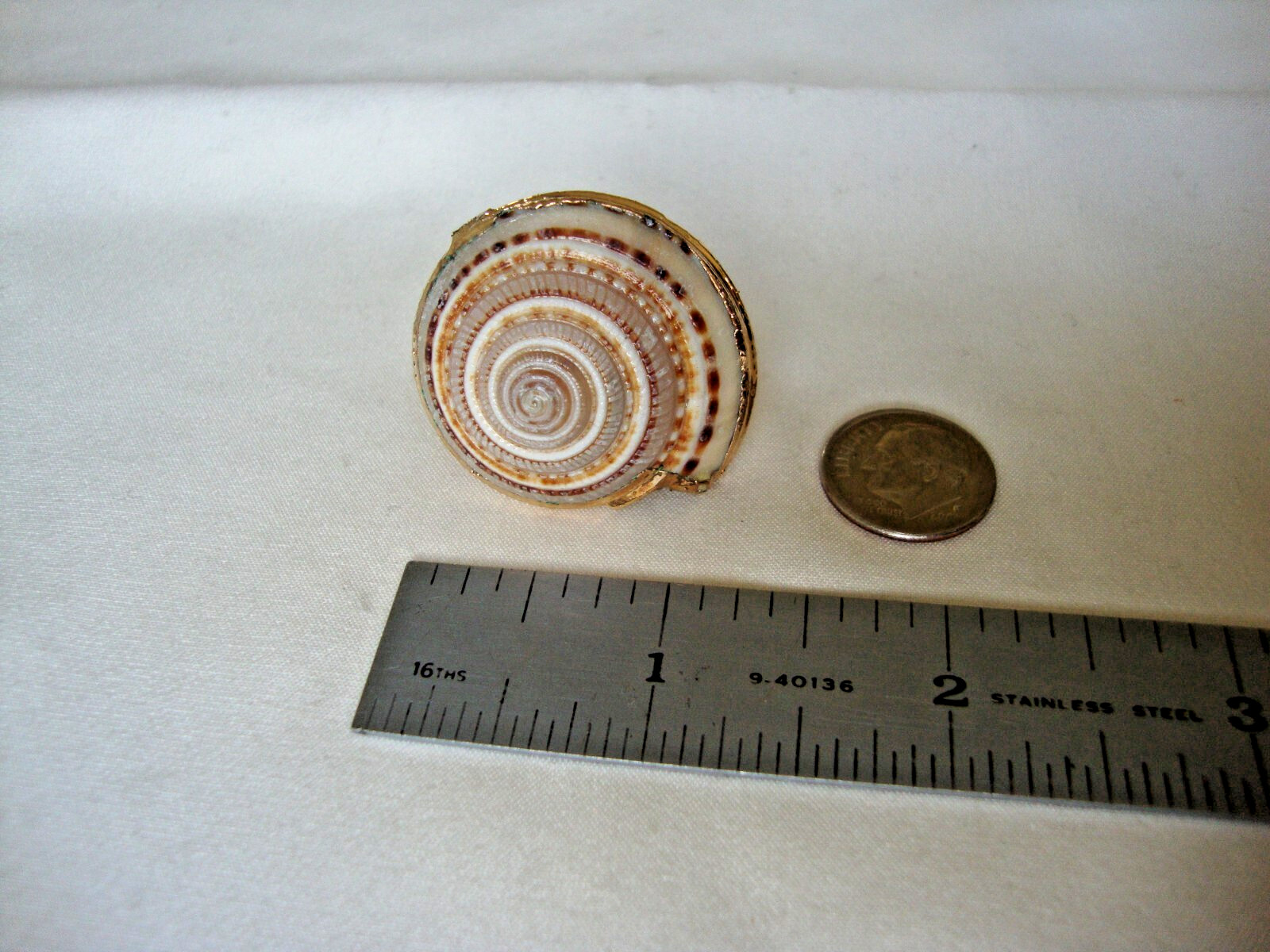 VTG HANDMADE NATURAL LACQUERED SEASHELL GOLD PLATED HINGED DRESS/SCARF CLIP