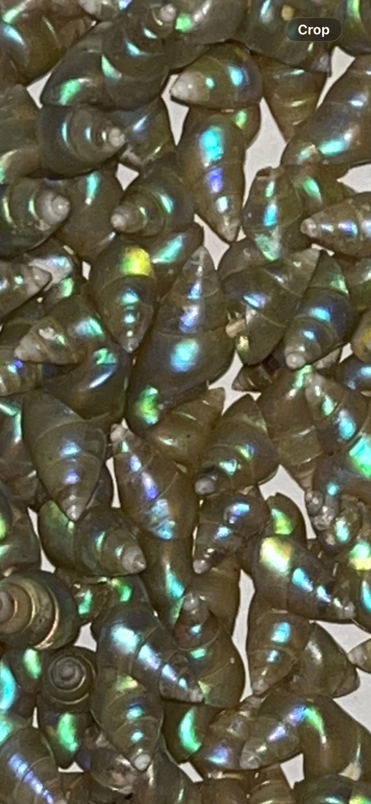 Vintage Tasmanian Maireener shell necklace features rare, iridescent shells 70”