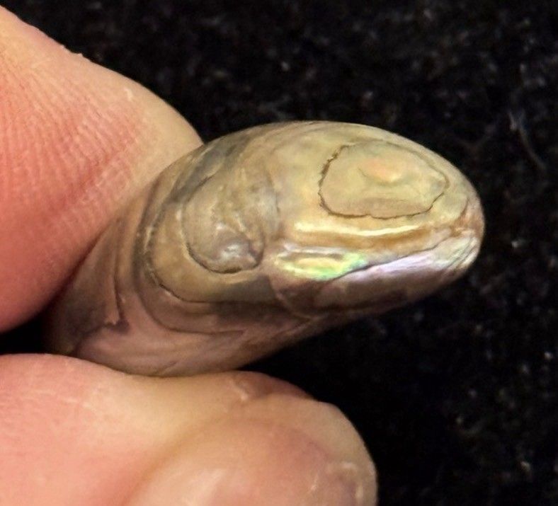 Rare Beautiful Exquisite Abalone Pearl found In Ocean In American Samoa
