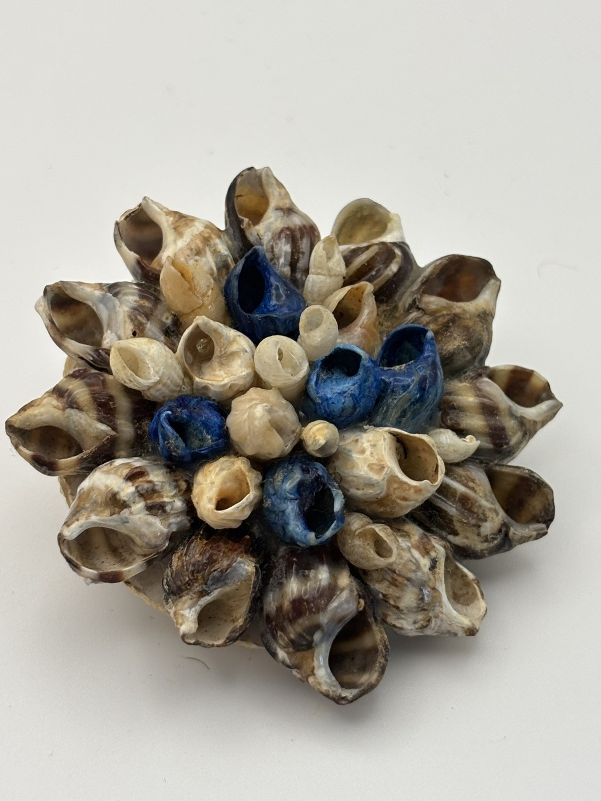 Vintage Blue & Tan Floral Cluster Sea Shell Brooch Pin Sea of Galilee 1993