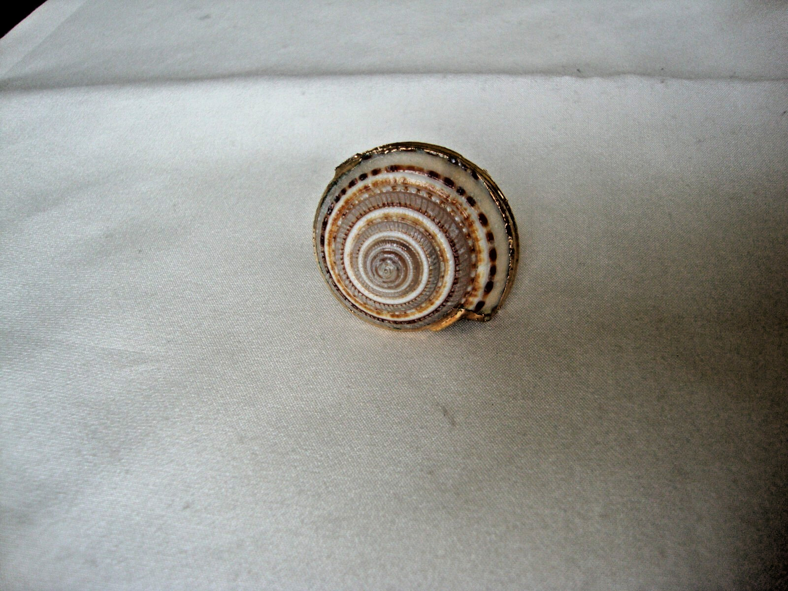 VTG HANDMADE NATURAL LACQUERED SEASHELL GOLD PLATED HINGED DRESS/SCARF CLIP