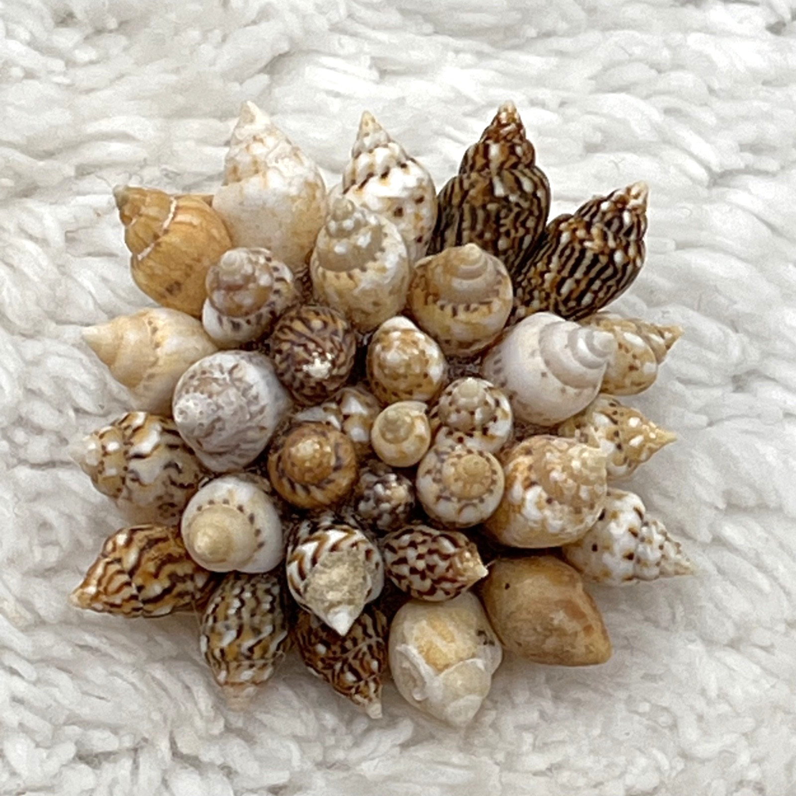 Vintage Sea Shell Jewelry Set Brooch Clip On Earrings Beach Mermaid