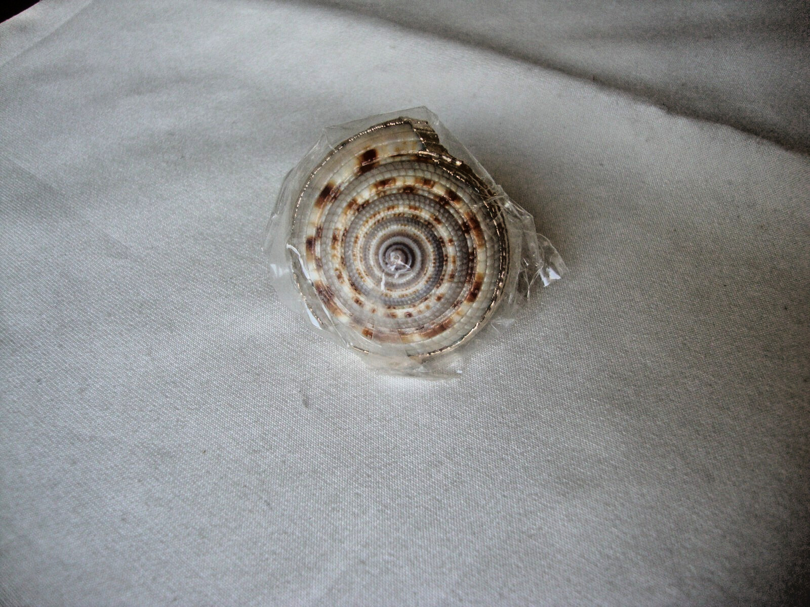 VTG HANDMADE NATURAL LACQUERED SEASHELL GOLD PLATED HINGED DRESS/SCARF CLIP