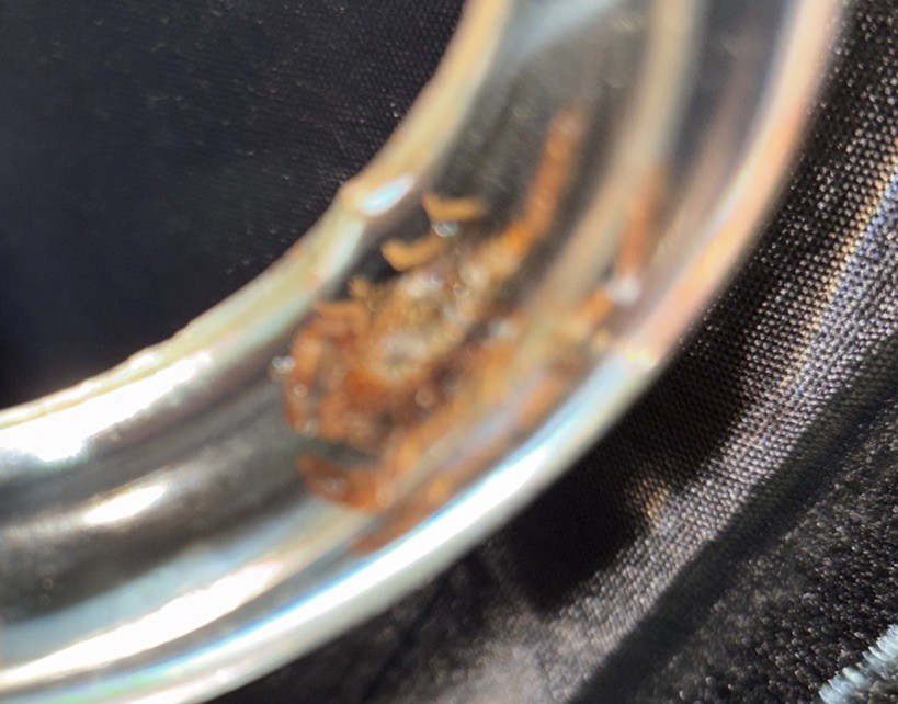 Clear Vtg Scorpion Bracelet Translucent Resin, 1960s, NOS Small #15