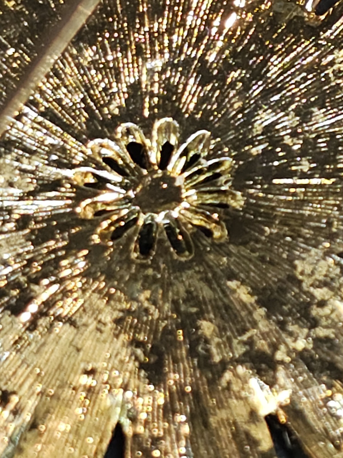 Vintage Emmons Gold Tone Starburst Flower Atomic Brooch Large 2.5″ Textured
